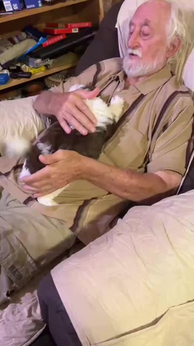 Red Sonja (AKC), a female Shih Tzu for sale in Mountain View, MO – 3 of 5