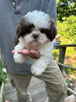 Sonya (AKC), a female Shih Tzu for sale in Mountain View, MO – 2 of 10