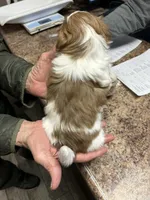 Boy 2, a male Shih Tzu for sale in Mountain View, MO – Photo 2 of 2