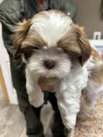 Boy 2, a male Shih Tzu for sale in Mountain View, MO – Photo 1 of 2