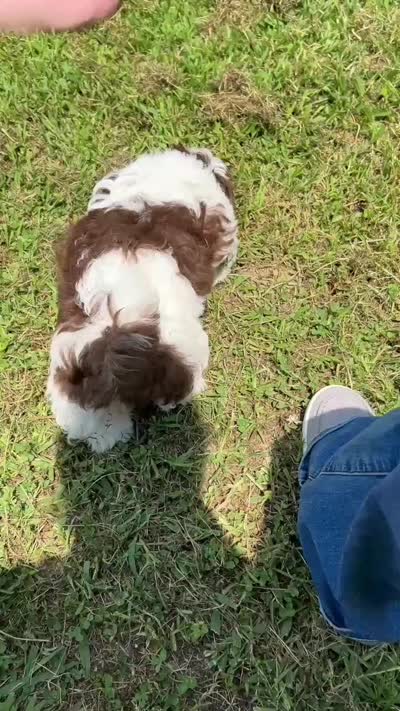 Chewster (AKC) new video, a male Shih Tzu for sale in Mountain View, MO – 4 of 6