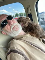 Niko (AKC price reduced), a male Shih Tzu for sale in Mountain View, MO – 5 of 7