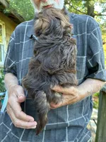 AKC Moose, a male Shih Tzu for sale in Mountain View, MO – 5 of 6