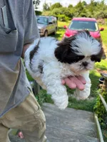 Peaches (AKC), a female Shih Tzu for sale in Mountain View, MO – 4 of 7
