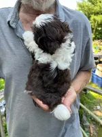 Alley (AKC), a female Shih Tzu for sale in Mountain View, MO – 2 of 10