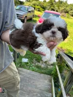 Sonya (AKC), a female Shih Tzu for sale in Mountain View, MO – 10 of 10