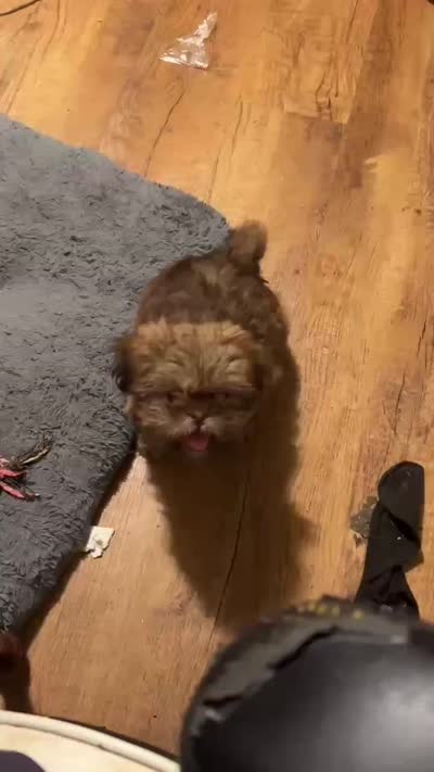 Niko (AKC price reduced), a male Shih Tzu for sale in Mountain View, MO – 7 of 7