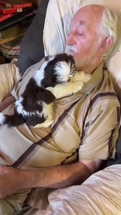 Little Miss Zoe (AKC), a female Shih Tzu for sale in Mountain View, MO – 7 of 7