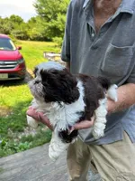 Alley (AKC), a female Shih Tzu for sale in Mountain View, MO – 3 of 10
