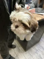 Boy 1, a male Shih Tzu for sale in Mountain View, MO – Photo 1 of 2
