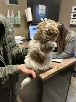 Boy 1, a male Shih Tzu for sale in Mountain View, MO – Photo 2 of 2