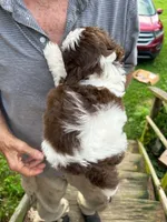 Chewy AKC, a male Shih Tzu for sale in Mountain View, MO – 10 of 10