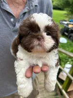 Chewy AKC, a male Shih Tzu for sale in Mountain View, MO – 9 of 10