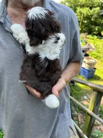 Alley (AKC), a female Shih Tzu for sale in Mountain View, MO – 9 of 10