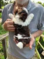 Zoe (AKC), a female Shih Tzu for sale in Mountain View, MO – 8 of 8