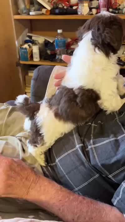 Chewy Monster (AKC), a male Shih Tzu for sale in Mountain View, MO – 4 of 7