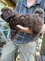 AKC Mocca, a male Shih Tzu for sale in Mountain View, MO – 2 of 4