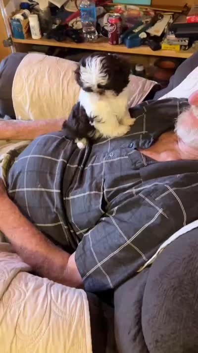 Alley Kat (AKC), a female Shih Tzu for sale in Mountain View, MO – 2 of 5