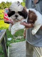 Peaches (AKC), a female Shih Tzu for sale in Mountain View, MO – 3 of 7