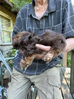 AKC Moose, a male Shih Tzu for sale in Mountain View, MO – 6 of 6