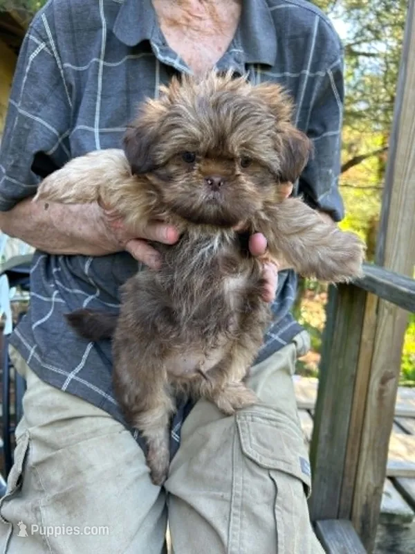 AKC Bean – Shih Tzu puppy for sale in Mountain View, MO