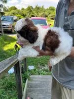 Peaches (AKC), a female Shih Tzu for sale in Mountain View, MO – 7 of 7