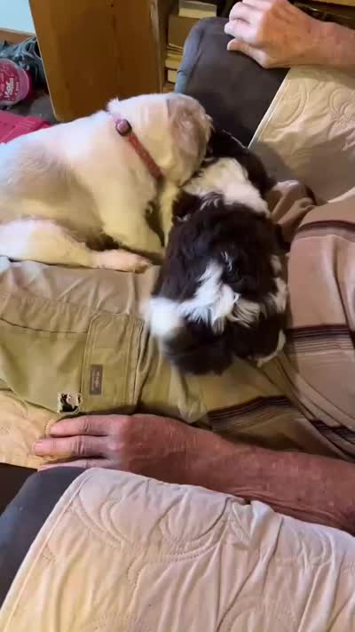 Little Miss Zoe (AKC), a female Shih Tzu for sale in Mountain View, MO – 5 of 7