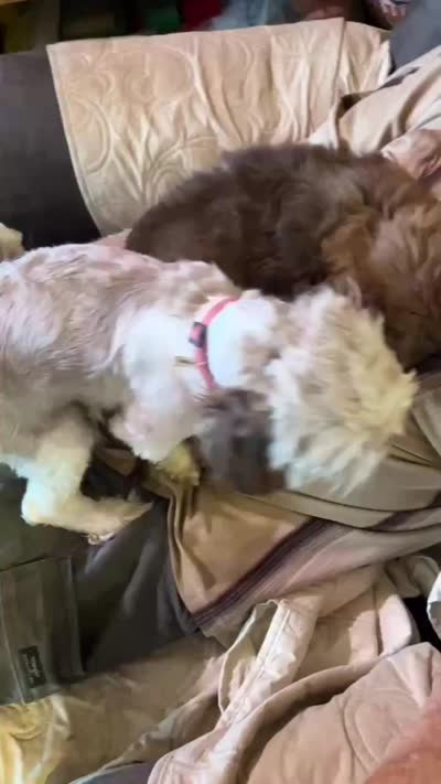 Niko (AKC price reduced), a male Shih Tzu for sale in Mountain View, MO – 2 of 7