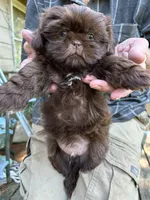 AKC Mocca, a male Shih Tzu for sale in Mountain View, MO – 1 of 4