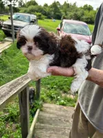 Little Miss Zoe (AKC), a female Shih Tzu for sale in Mountain View, MO – 2 of 7