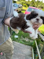 Sonya (AKC), a female Shih Tzu for sale in Mountain View, MO – 5 of 10