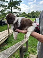 Chewy AKC, a male Shih Tzu for sale in Mountain View, MO – 4 of 10