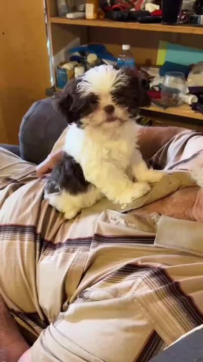 Little Miss Zoe (AKC), a female Shih Tzu for sale in Mountain View, MO – 6 of 7