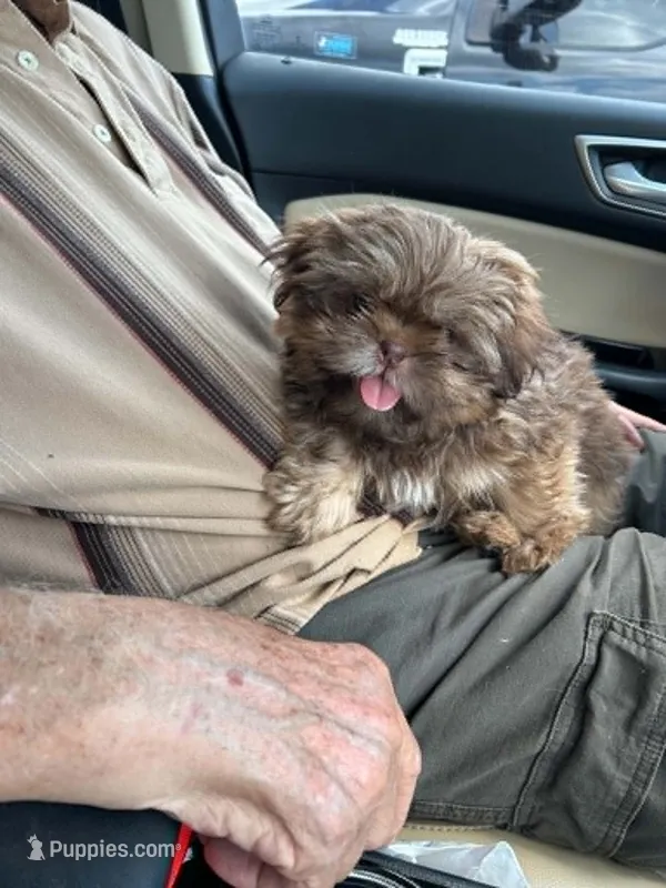 Niko (AKC price reduced) – Shih Tzu puppy for sale in Mountain View, MO