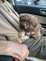 Niko (AKC price reduced), a male Shih Tzu for sale in Mountain View, MO – 1 of 7