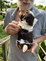 Zoe (AKC), a female Shih Tzu for sale in Mountain View, MO – 4 of 8