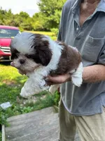 Sonya (AKC), a female Shih Tzu for sale in Mountain View, MO – 7 of 10