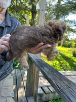 AKC Bean, a male Shih Tzu for sale in Mountain View, MO – 5 of 5