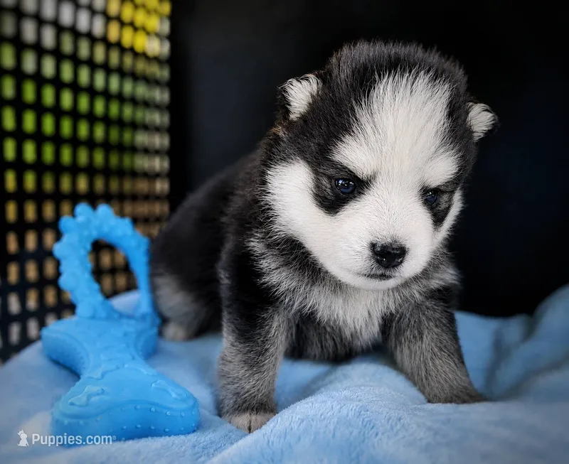 Puppy (Boy 4 of 5)  – Pomsky puppy for sale in Asheboro, NC