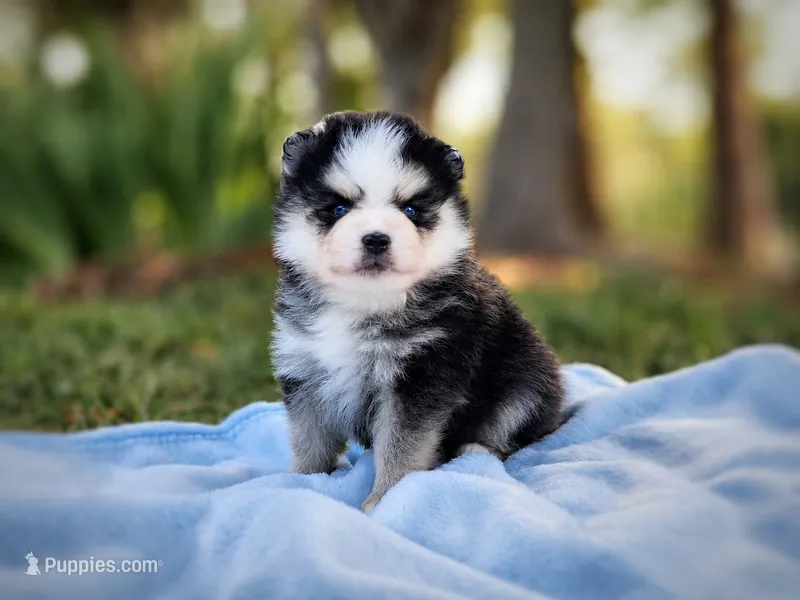 Puppy (Boy 4 of 5)  – Pomsky puppy for sale in Asheboro, NC