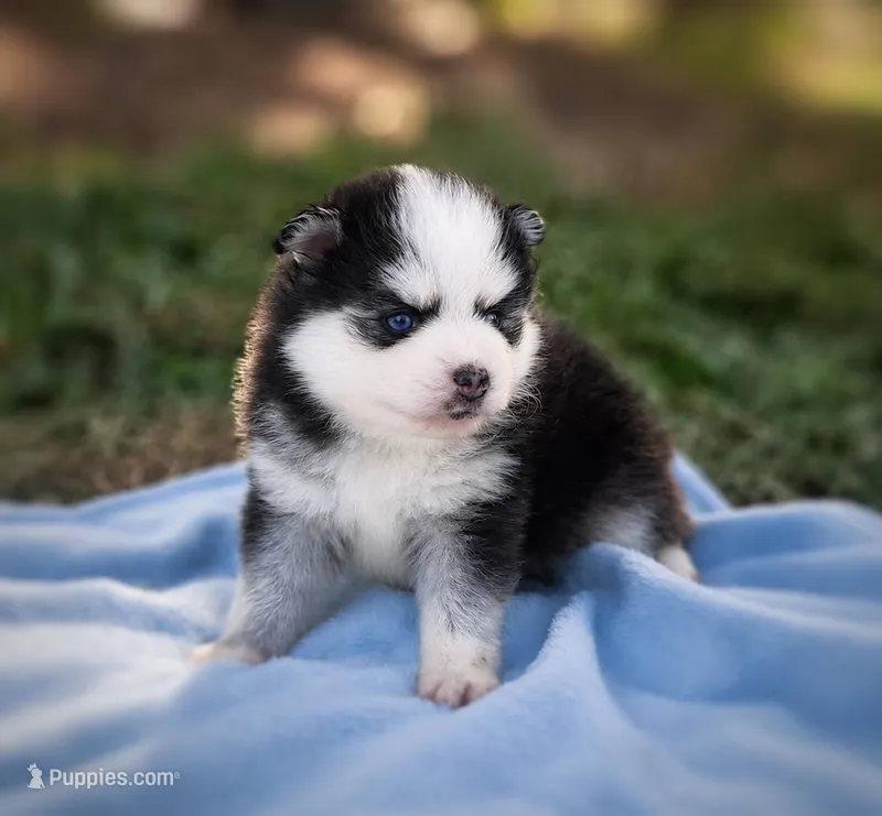 Puppy (Boy 3 of 5)  – Pomsky puppy for sale in Asheboro, NC
