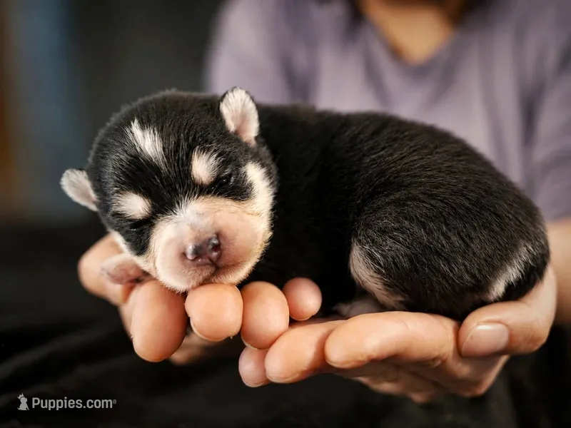 Puppy (Boy 1 of 5)  – Pomsky puppy for sale in Asheboro, NC