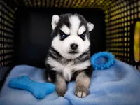 Puppy (Boy 2 of 5) , a male Pomsky for sale in Asheboro, NC – 2 of 5