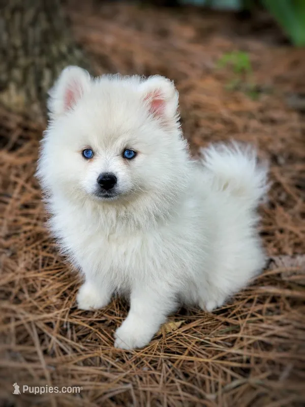 Puppy (Boy 5 of 5)  – Pomsky puppy for sale in Asheboro, NC