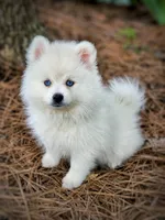 Puppy (Boy 5 of 5) , a male Pomsky for sale in Asheboro, NC – 1 of 3