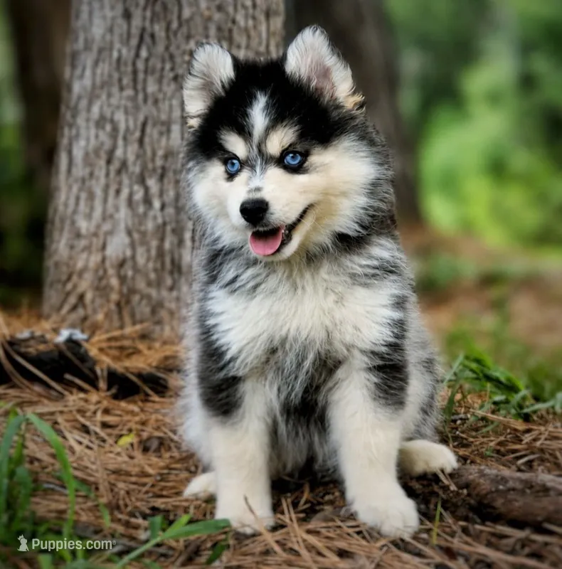 Puppy (Boy 2 of 5)  – Pomsky puppy for sale in Asheboro, NC