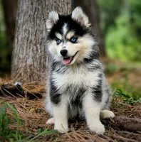 Puppy (Boy 2 of 5) , a male Pomsky for sale in Asheboro, NC – 1 of 3