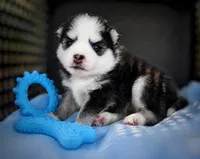 Puppy (Boy 3 of 5) , a male Pomsky for sale in Asheboro, NC – 2 of 6