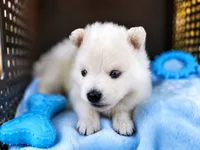 Puppy (Boy 5 of 5) , a male Pomsky for sale in Asheboro, NC – 2 of 6