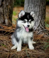 Puppy (Boy 1 of 5) , a male Pomsky for sale in Asheboro, NC – 1 of 3